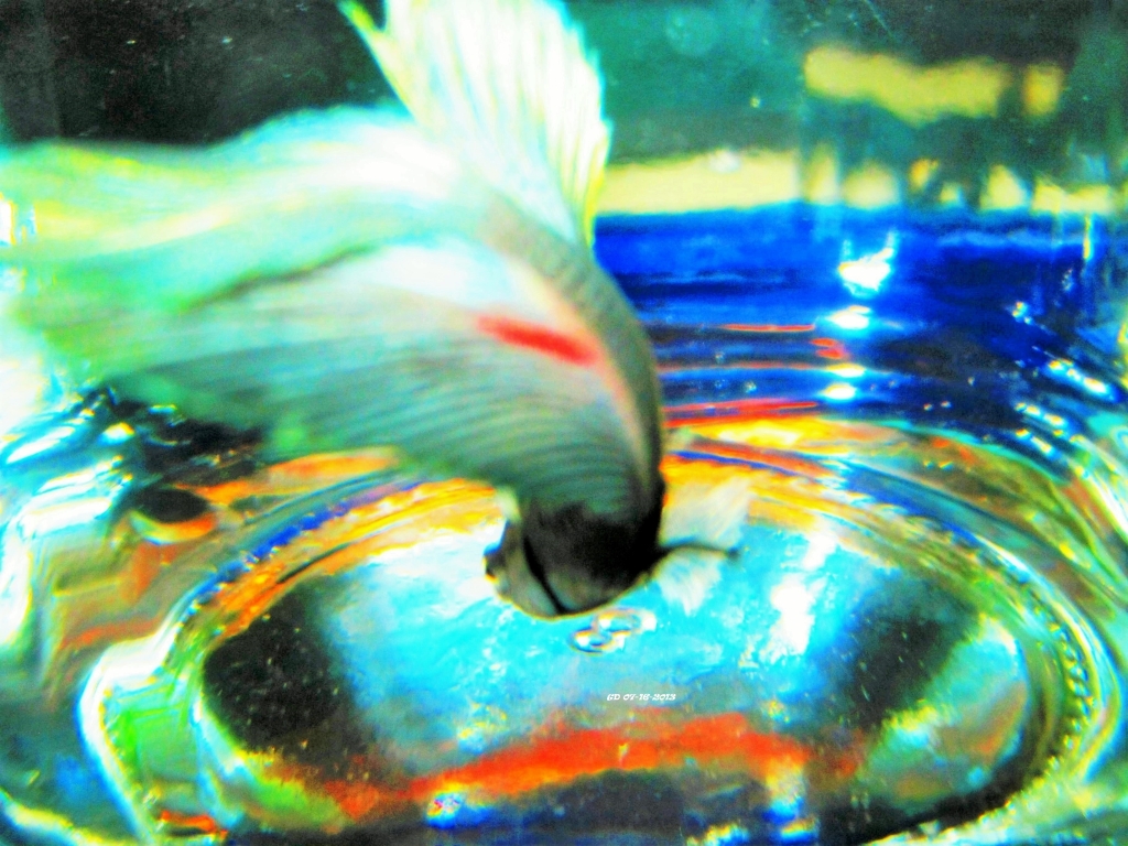 This is a male betta fish, one of our family companions for a brief time. A male betta is very territorial and usually kept as a solo resident in an aquarium. A betta may live as long as several years. Ever heard a fisherman's tale? What would be the fish's tale?